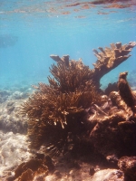 Coral at Bachelor's Beach