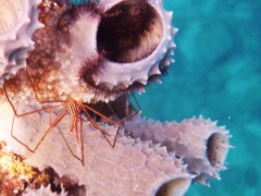 Crab under the dock