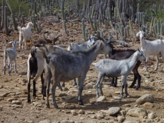 Goats, goats, and more goats