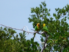 Couple of Lora Parrots