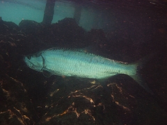 Big ass tarpon