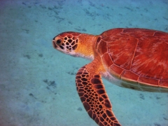 Turtle, Bonaire