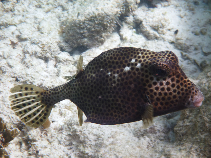 A large boxfish