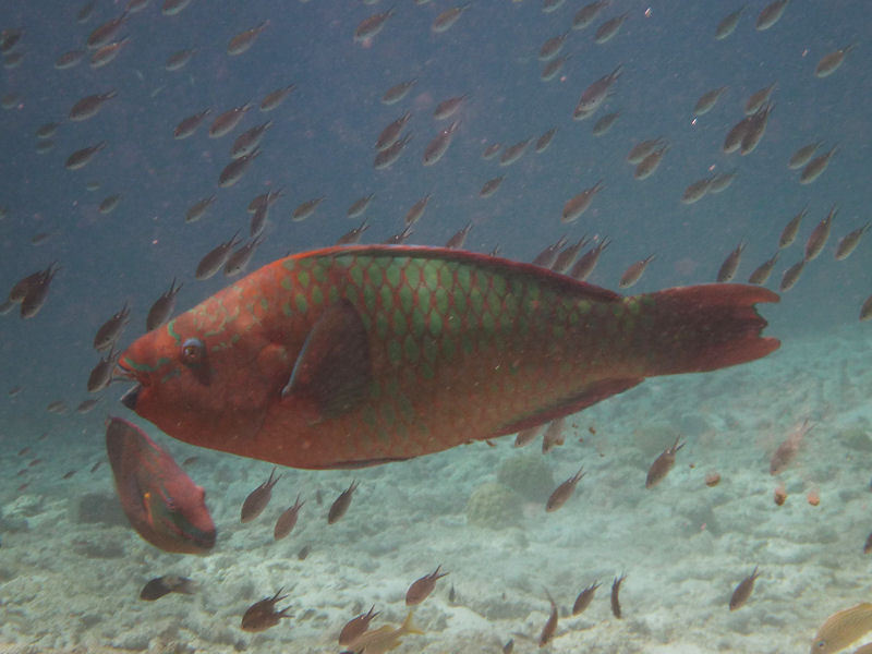 Rainbow parrot fish 