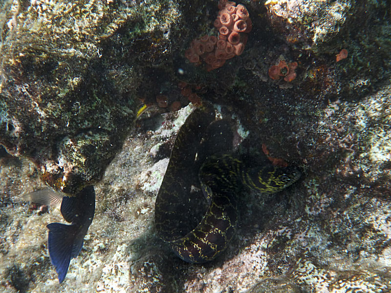 Chain moray eel