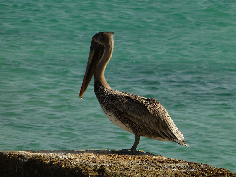 Pelican at Salt City