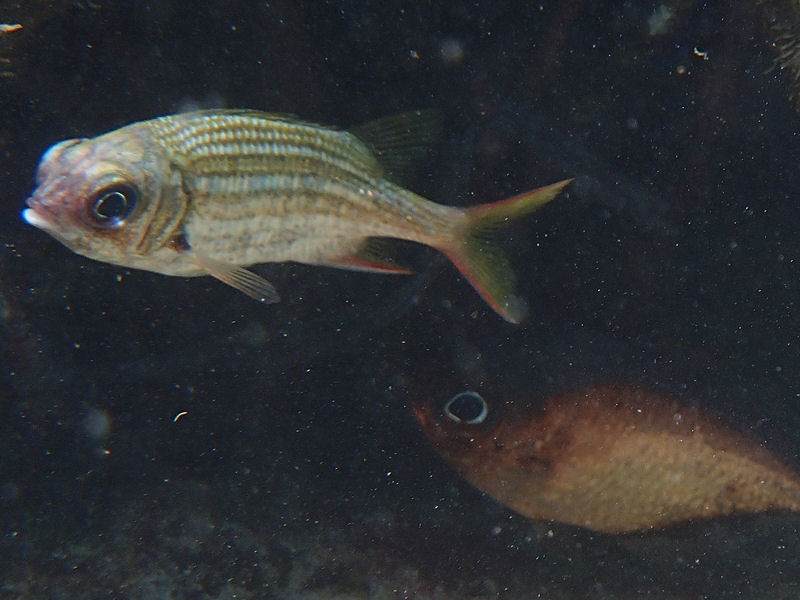Dusky squirrelfish