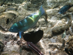 Large puddingwife