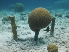 Unusual coral