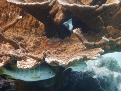 Fish in coral