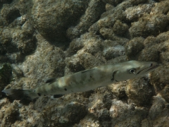 Barracuda