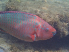 Rainbow parrotfish