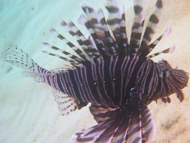 Lionfish