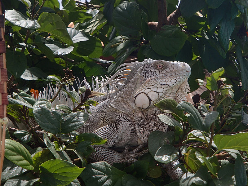 Big-ass iguana