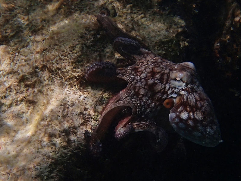 Octopus hangs around