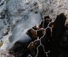 Cool peacock flounder