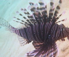 Lionfish