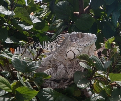 Big-ass iguana