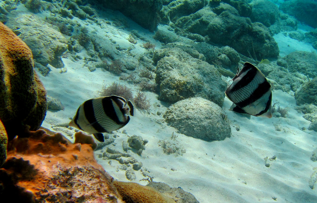 Banded butterfly fish