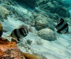 Banded butterfly fish