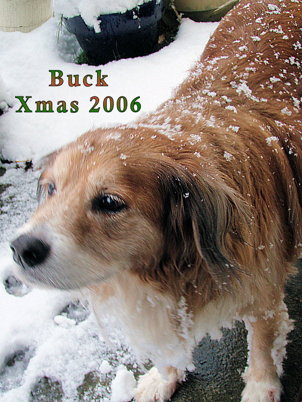 Buck, Christmas 2006