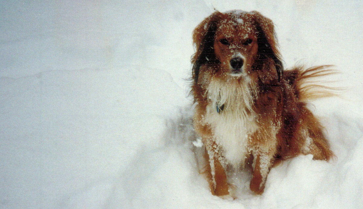 Buck in the snow