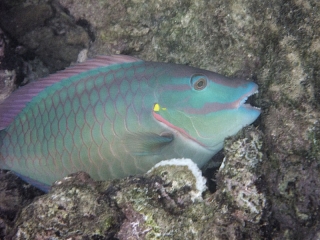 Stoplight parrotfish