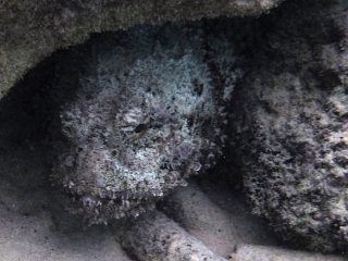 Stonefish