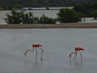 Pink flamingos