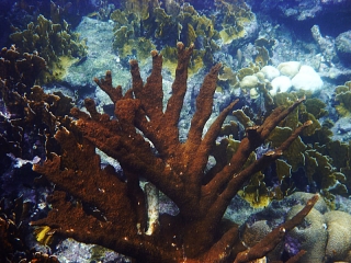 Coral forest -3