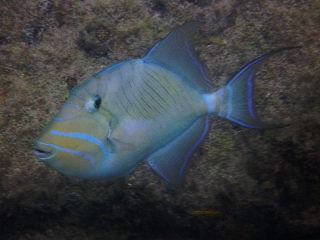 Juvenile triggerfish
