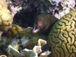 Moray eel