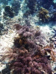 Coral at Mangel Halto