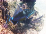 Queen triggerfish