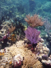 Coral