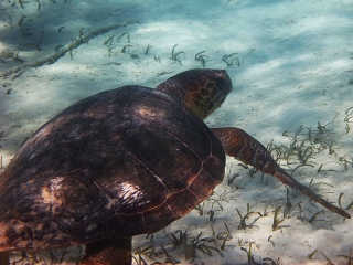 Big Turtle, Smith's Reef