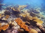 Masses of Coral