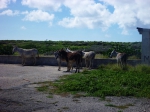 Aruba, December 2012 Wild Donkeys, Aruba