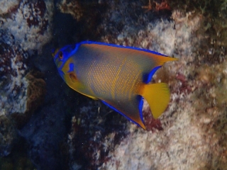 Queen angelfish,