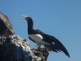 Bird at Hadicurari Beach, Aruba