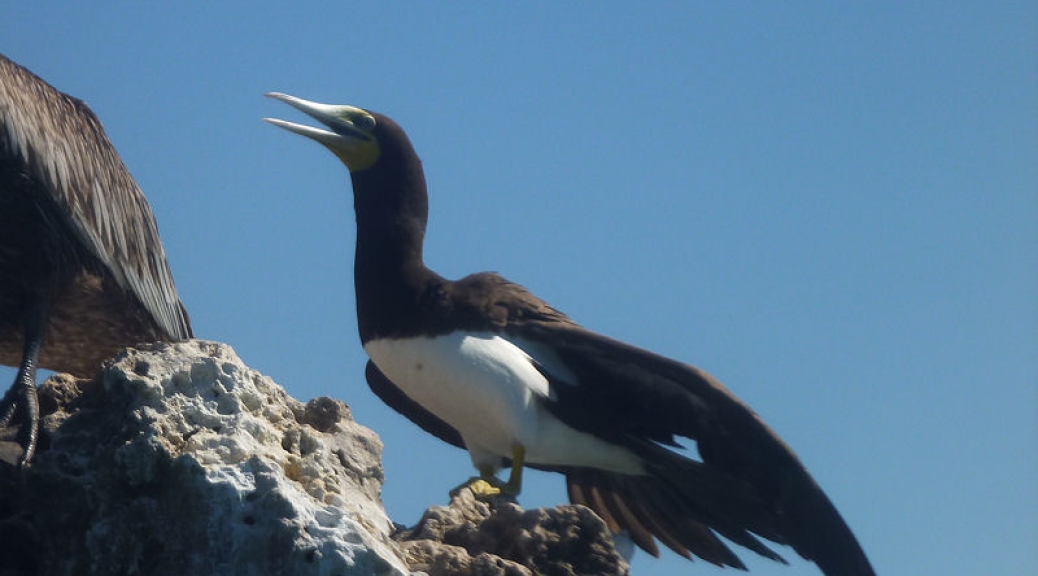Bird at Hadicurari Beach, Aruba