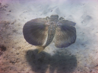 Flying gurnard, Boca Catalina, Aruba