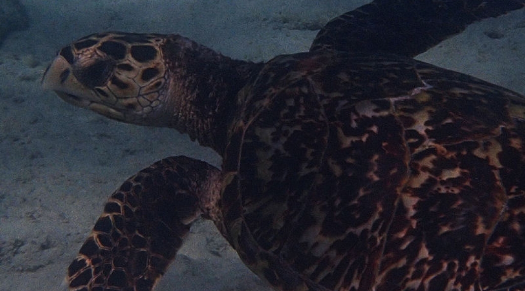 Hawksbill turtle, Arashi Beach