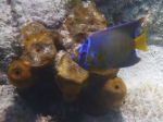 Queen Angel. Malmok Beach, Aruba