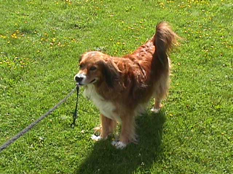 Buck ready for a walk