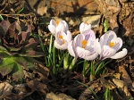 Crocus