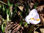 Crocus blooming