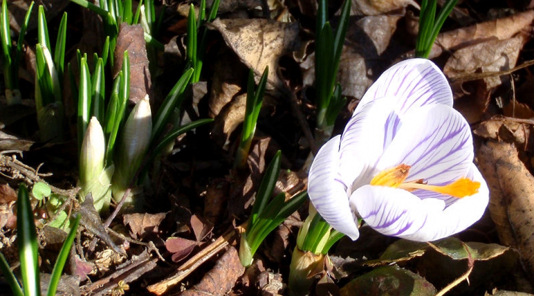 Crocus blooming