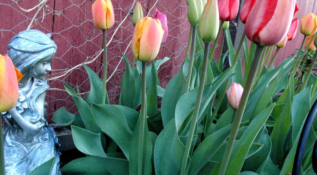 Tulips bloom