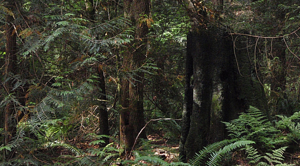 A burned out, hollow tree in the Watershed Park.